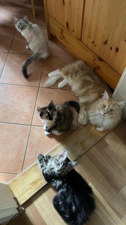2 Wunderschöne Maine-Coon/Sibirische Waldkatzen Kitten (Je 650EUR)