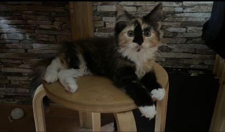 2 Wunderschöne Maine-Coon/Sibirische Waldkatzen Kitten (Je 650EUR)