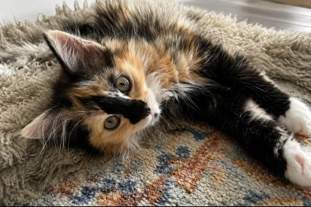 2 Wunderschöne Maine-Coon/Sibirische Waldkatzen Kitten (Je 650EUR)