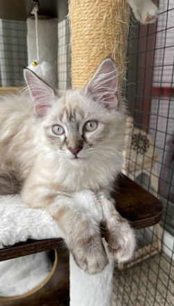 2 Wunderschöne Maine-Coon/Sibirische Waldkatzen Kitten (Je 650EUR)