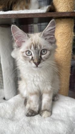 2 Wunderschöne Maine-Coon/Sibirische Waldkatzen Kitten (Je 650EUR)