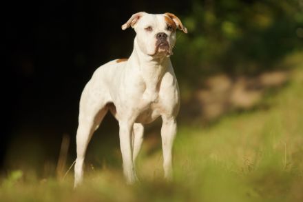American Bulldog Hündin „Pauline“ sucht ein liebevolles und kompetentes Zuhause