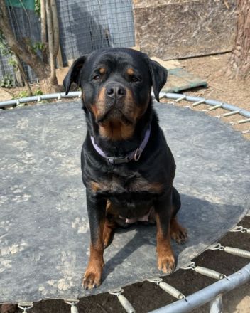Schweren Herzens suchen wir für unsere geliebte dreijährige Rottweiler-Hündin ein neues Zuhause. ❤️