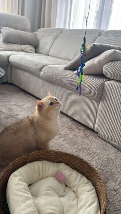 Britisch Kurzhaar Kater