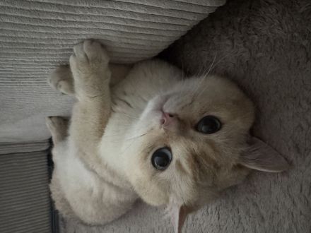 Britisch Kurzhaar Kater