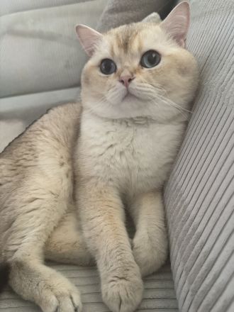 Britisch Kurzhaar Kater