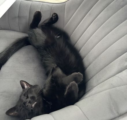 Liebevolles Zuhause für unseren Kater Suharik gesucht