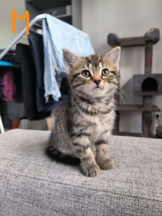 BKH + EKH Mixwelpen Kitten