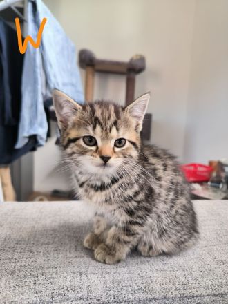 BKH + EKH Mixwelpen Kitten