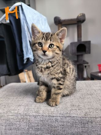 BKH + EKH Mixwelpen Kitten