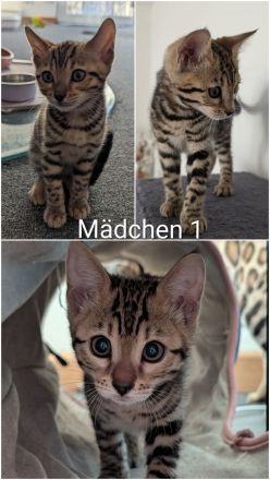 Wunderschöne Bengalkitten mit Stammbaum