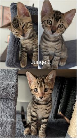 Wunderschöne Bengalkitten mit Stammbaum