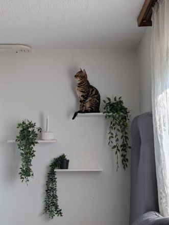 Wunderschöne Bengalkitten mit Stammbaum