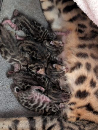 Wunderschöne Bengalkitten mit Stammbaum