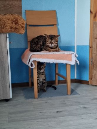 Wunderschöne Bengalkitten mit Stammbaum