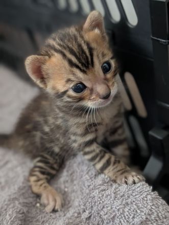 Wunderschöne Bengalkitten mit Stammbaum