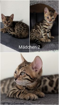 Wunderschöne Bengalkitten mit Stammbaum