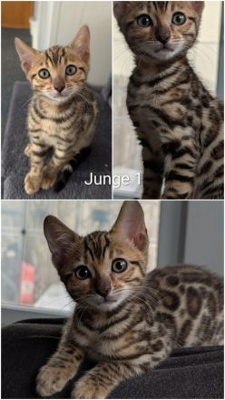Wunderschöne Bengalkitten mit Stammbaum