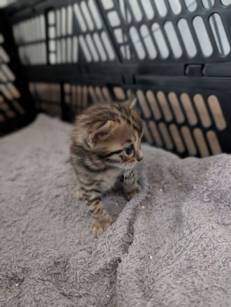 Wunderschöne Bengalkitten mit Stammbaum