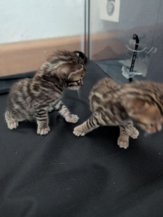 Wunderschöne Bengalkitten mit Stammbaum