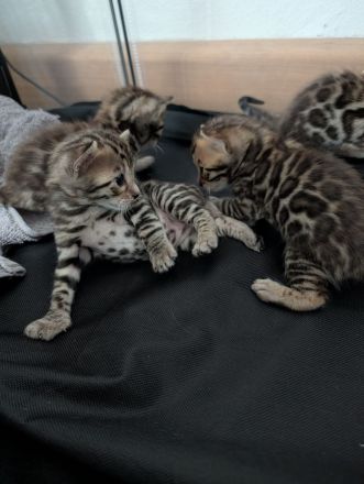 Wunderschöne Bengalkitten mit Stammbaum