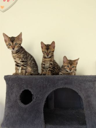 Wunderschöne Bengalkitten mit Stammbaum