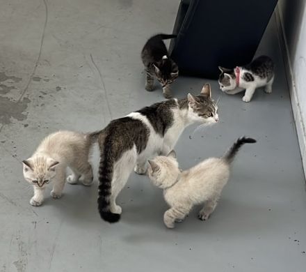 Süße Kitten abzugeben