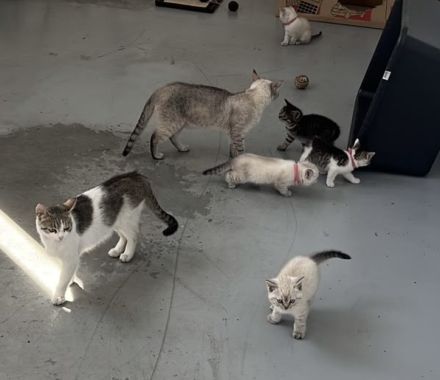 Süße Kitten abzugeben