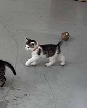 Süße Kitten abzugeben