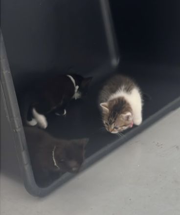 Süße Kitten abzugeben