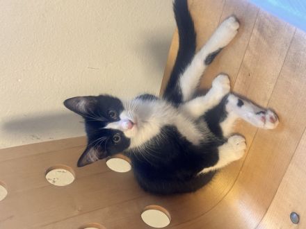 Süße Babykatzen suchen ein liebevolles Zuhause