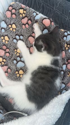 Süße Babykatzen suchen ein liebevolles Zuhause