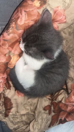 Süße Babykatzen suchen ein liebevolles Zuhause
