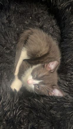 Süße Babykatzen suchen ein liebevolles Zuhause