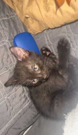 Süße Babykatzen suchen ein liebevolles Zuhause