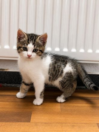 Hübsche Kitten suchen ihr Für - immer - Zuhause