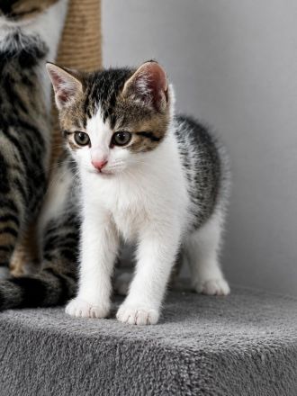 Hübsche Kitten suchen ihr Für - immer - Zuhause