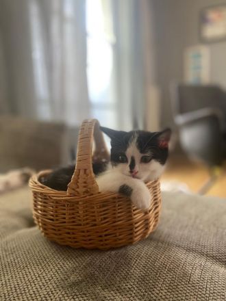 Hübsche Kitten suchen ihr Für - immer - Zuhause