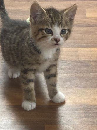 Hübsche Kitten suchen ihr Für - immer - Zuhause