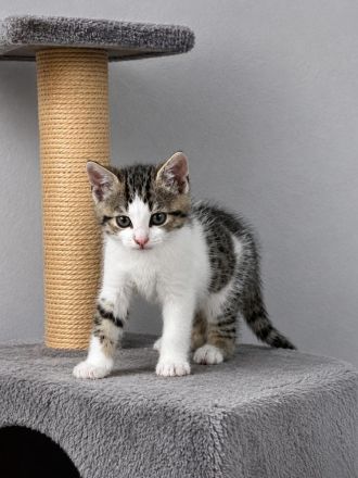 Hübsche Kitten suchen ihr Für - immer - Zuhause