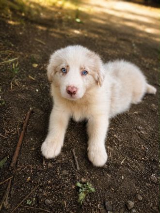Australian Shepherd Rüden