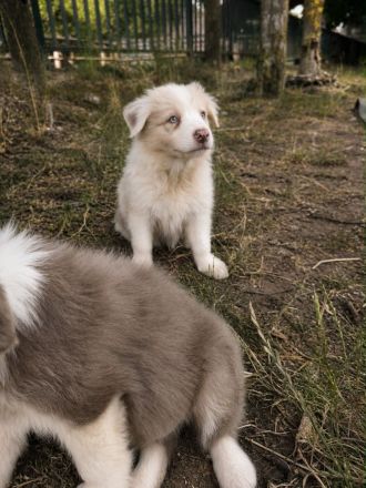 Australian Shepherd Rüden