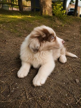 Australian Shepherd Rüden