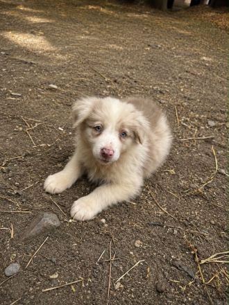 Australian Shepherd Rüden