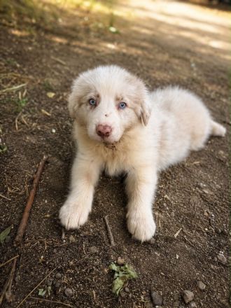 Australian Shepherd Rüden