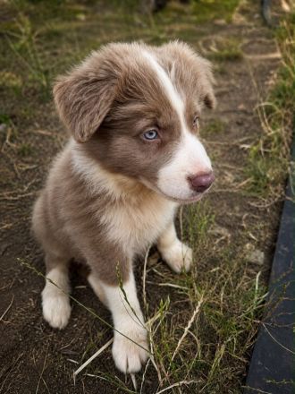 Australian Shepherd Rüden