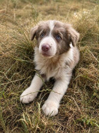 Australian Shepherd Rüden