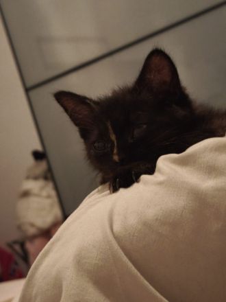 BKH Kitten Mädchen 12 Wochen