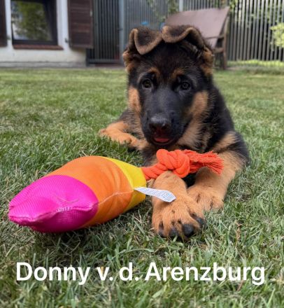 Sehr schöne Schäferhundwelpen zu verkaufen