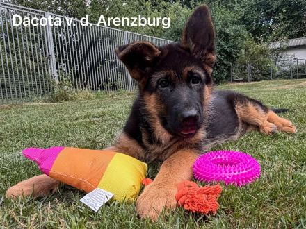 Sehr schöne Schäferhundwelpen zu verkaufen